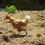 Ferme Laurens