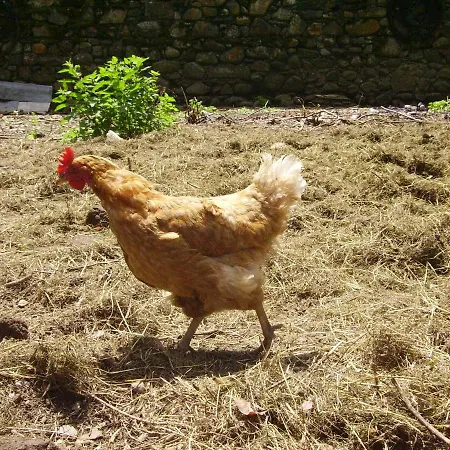 Ferme Laurens